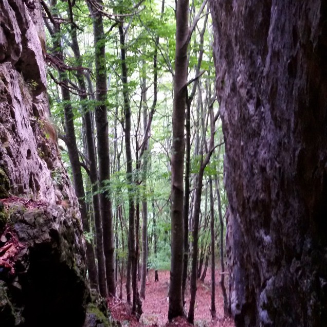 Uno sguardo sul bosco durante la passeggiata