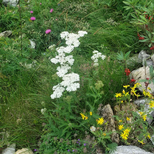 Alcuni dei fiori coloratissimi che ho visto durante la giornata