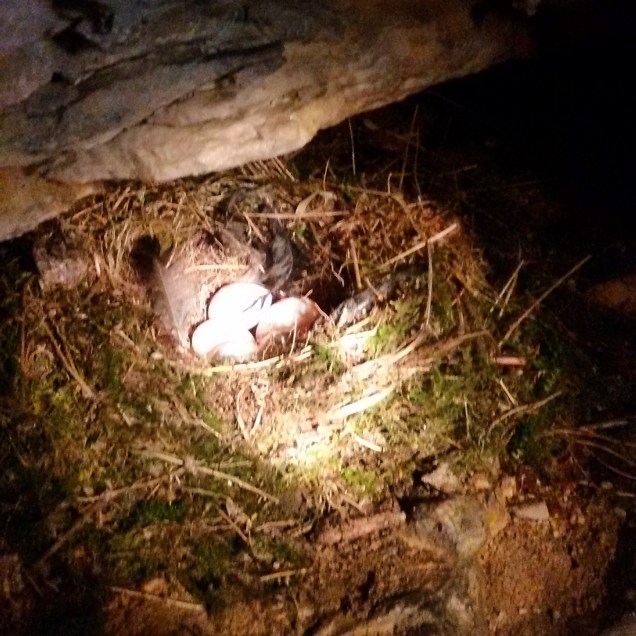 Un piccolo nido che ho notato all'interno dell'ultima galleria