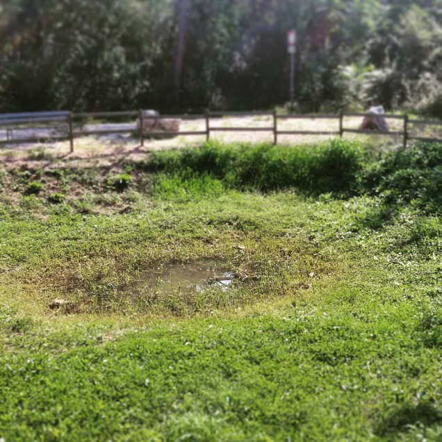 Il piccolo stagno ad inizio percorso