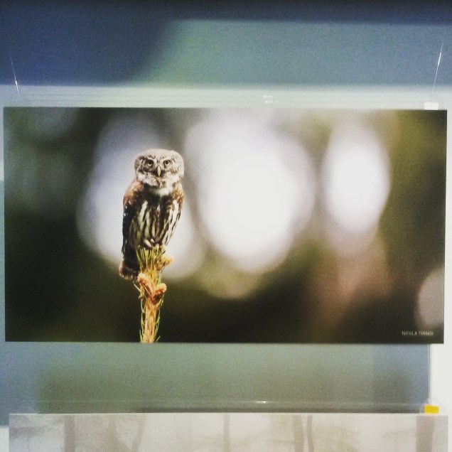 Sguardi in città ...e dintorni: visita con intervista a Alida Cantarut  (Gorizia, Museo Santa Chiara 20/09/2015)