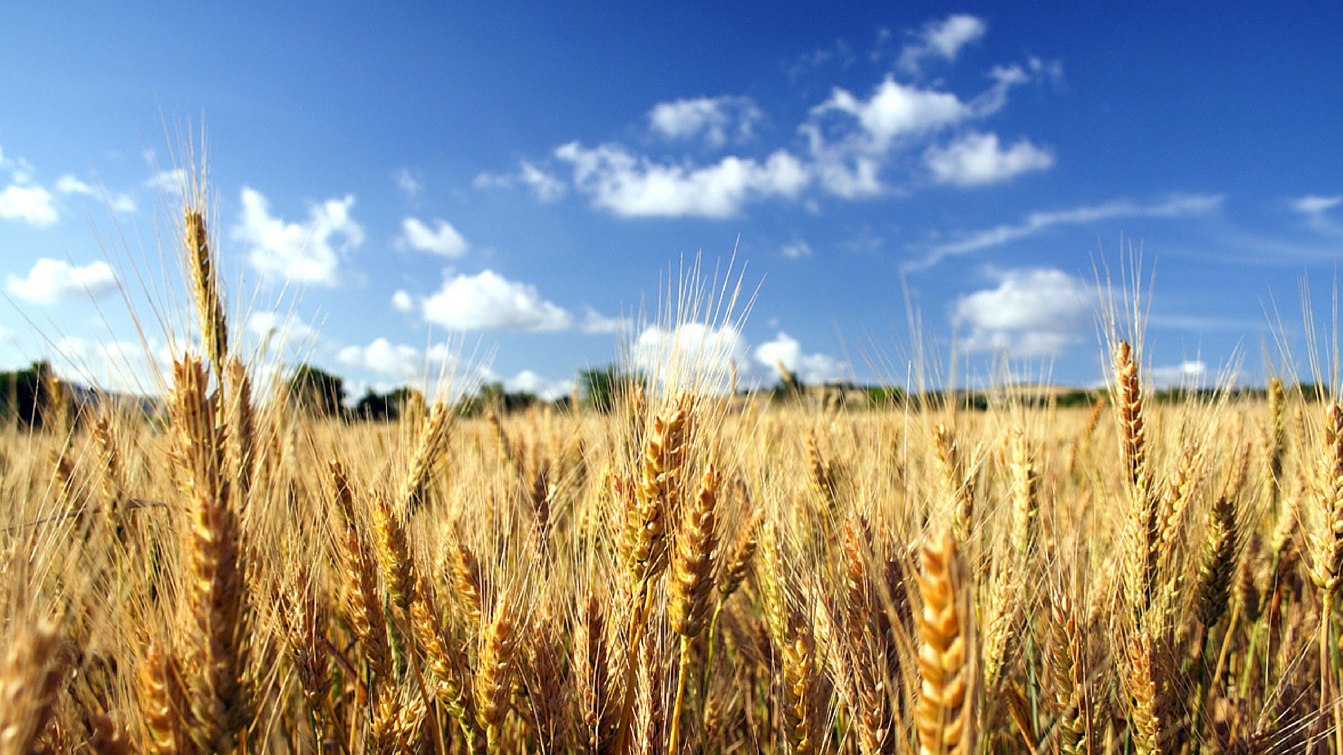 Il mulino di tutti farina solidale 1