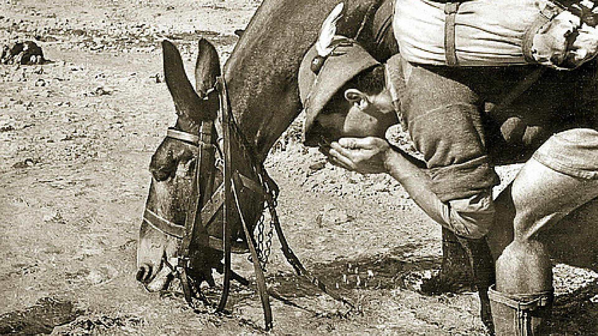 Eroi in Silenzio, animali in guerra