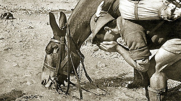 Eroi in Silenzio, animali in guerra
