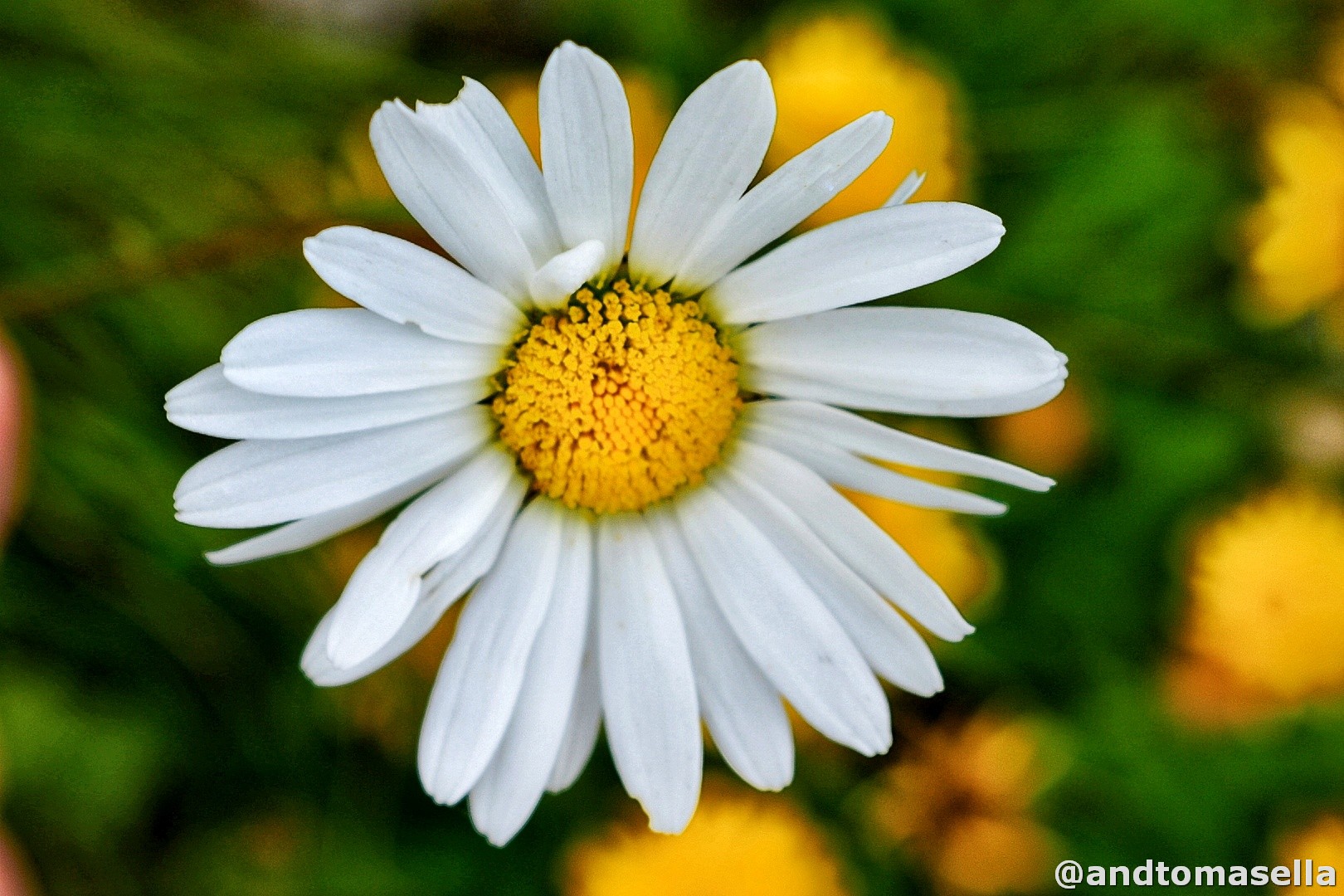 monte nero 2245 m via normale krn fotogalley escursione