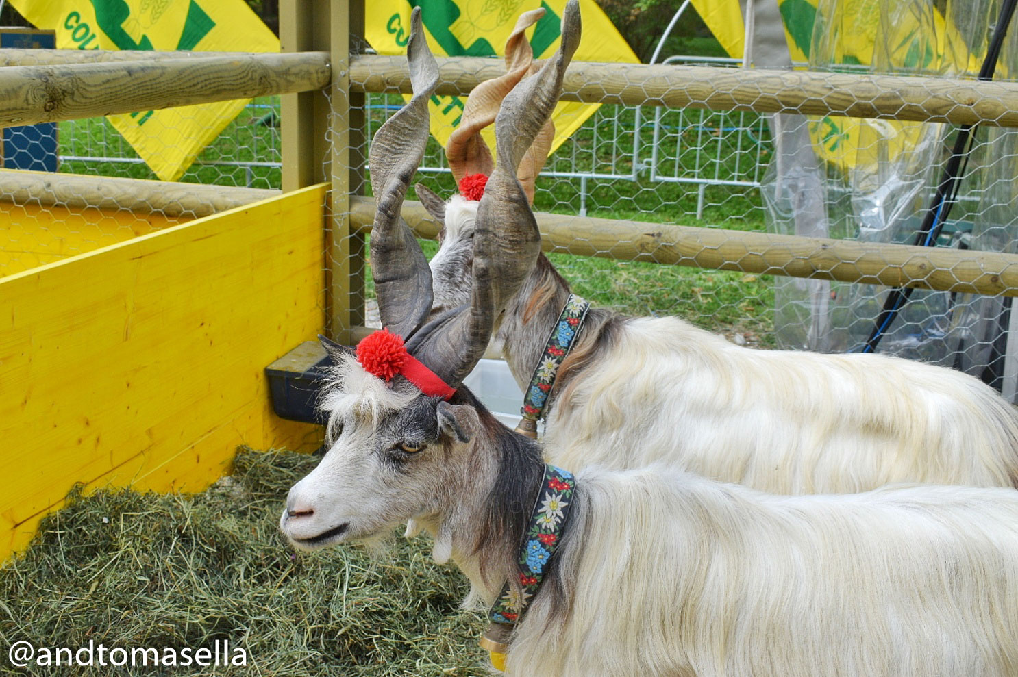 capra grigentana coldiretti sto coi contadini milano 2017