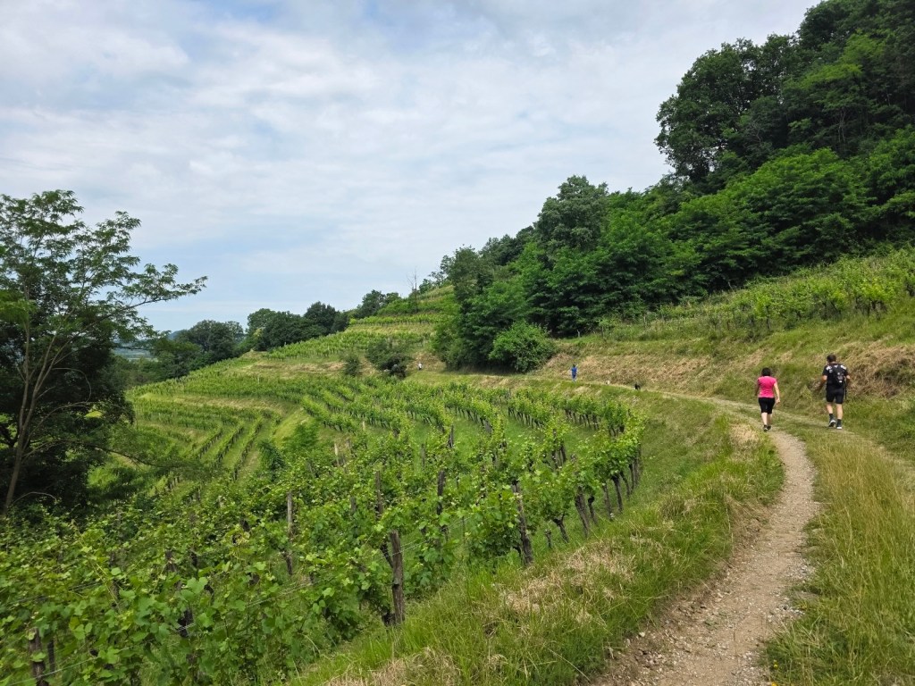 Percorso tra vigneti e sentieri a Lucinico durante una passata edizione della Marcia del Donatore